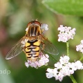 Parhelophilus frutetorum, Alan Prowse, Surrey July 2011